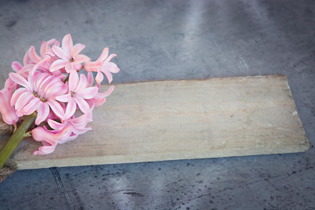 ヒヤシンス 花 ピンク ピンクの壁紙お市ゃ私の海外赤い花を叫び 春の花 ピンクのヒヤシンス 花 高精細の画像は 材料を入力します 壁紙 ヒヤシンス 花 ピンク ピンクの壁紙お市ゃ私の海外赤い花を叫び 春の花 ピンクのヒヤシンス 花 高精細の画像は 材料を入力します 壁紙