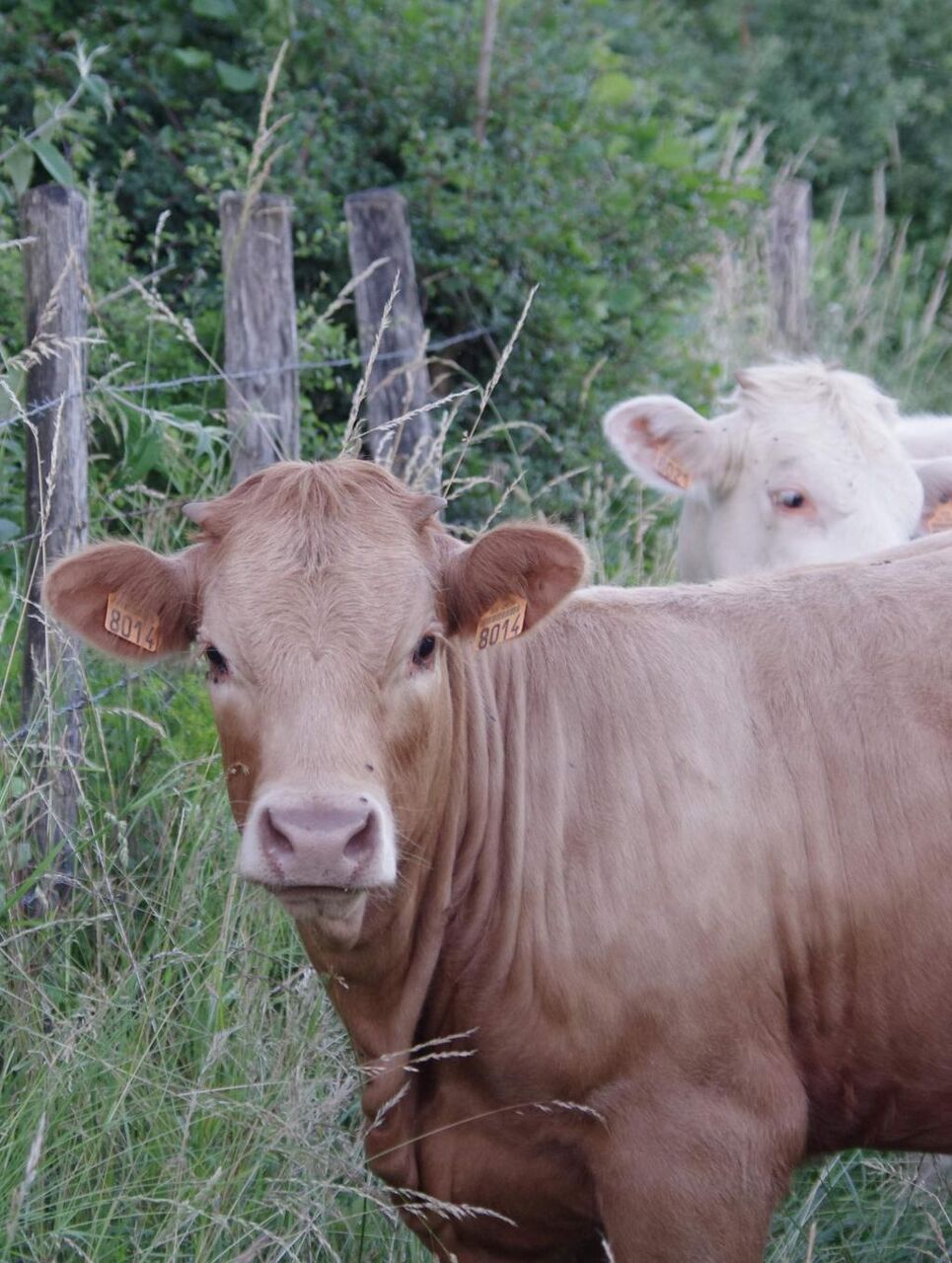 牛 フィールド 前の おデスデス円形壁紙iphone用牛 動物 農業 農家 高精細の画像 材料を入力します 壁紙