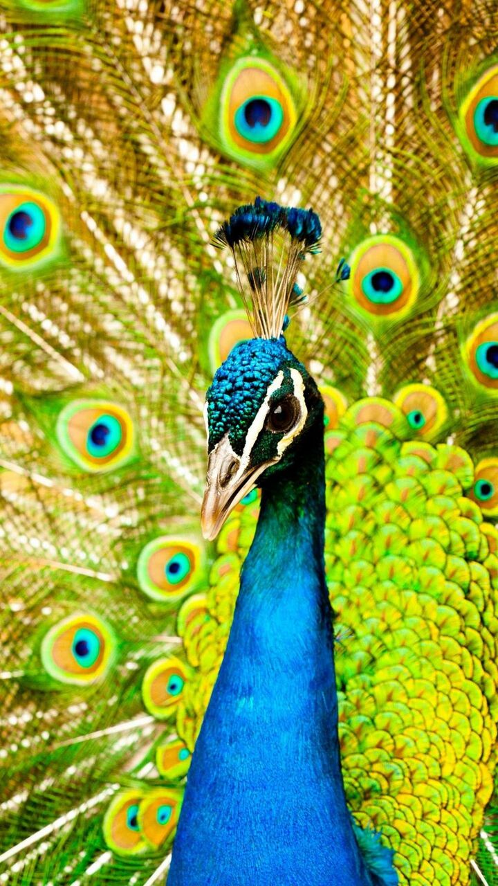 動物と孔雀 ロック画面の画像 高精細のsuミリアンペアホ電話の壁紙壁紙 壁紙
