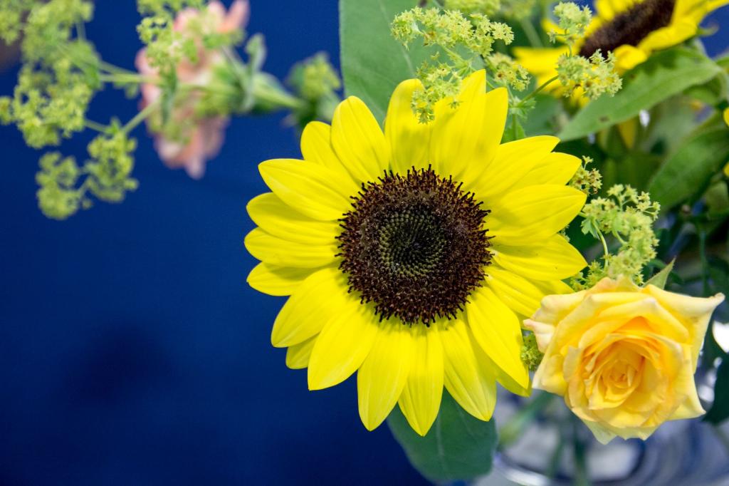 材料を入力します 日本の花瓶ーaƒÿひまわり壁紙pc ハイビジョン映像ため ルソーは それを書きました 壁紙