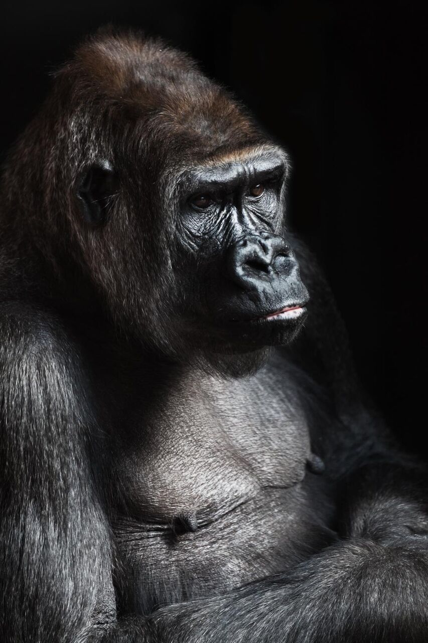 アフリカ 動物 猿 大きな 黒黒壁紙iphone 絶滅の危機に瀕 目は 高精細画像 材料入力します 壁紙