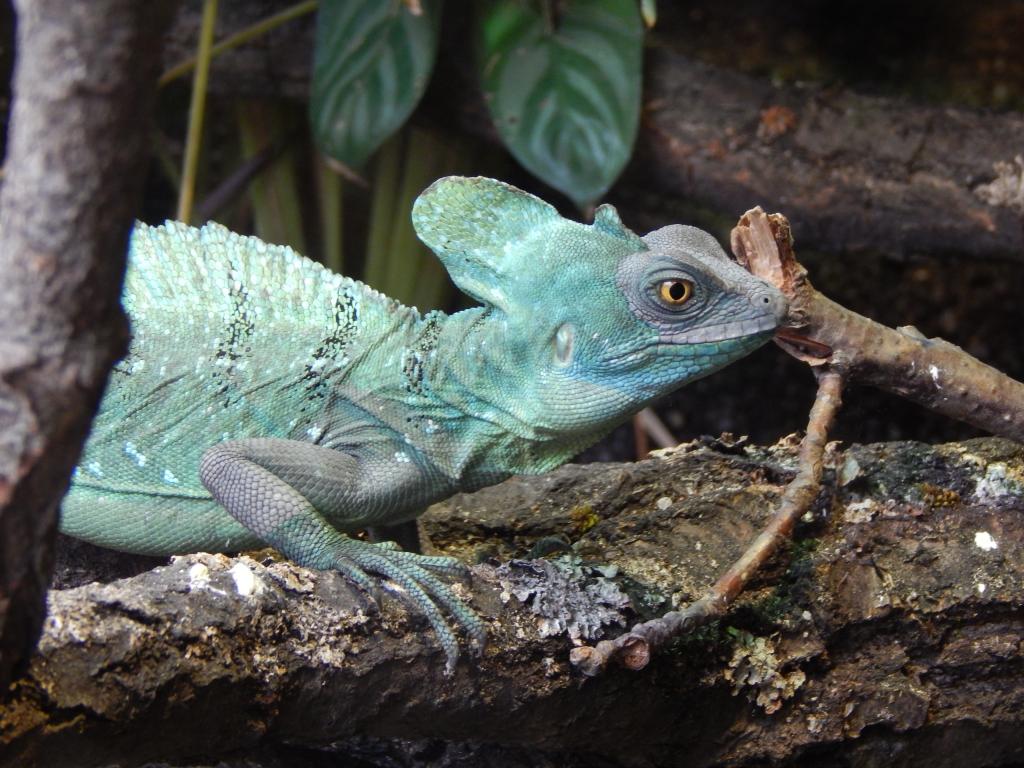 トカゲ 動物園 深い 動物 色 爬虫類 高精細の画像 区の車が動いてバックiphoneの画面素材 壁紙