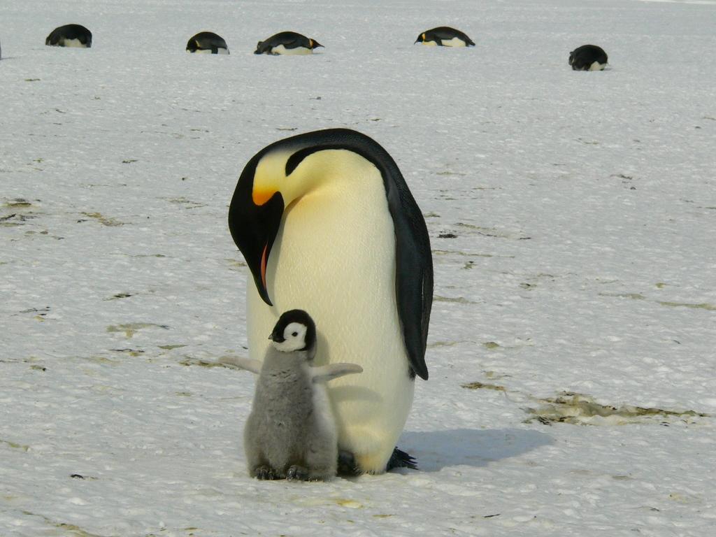 ペンギン 天皇 南極 生壁紙お市ゃ私生きた動物のi Raのsuスイート かわいい 氷 高精細画像を叫び 材料を入力します 壁紙