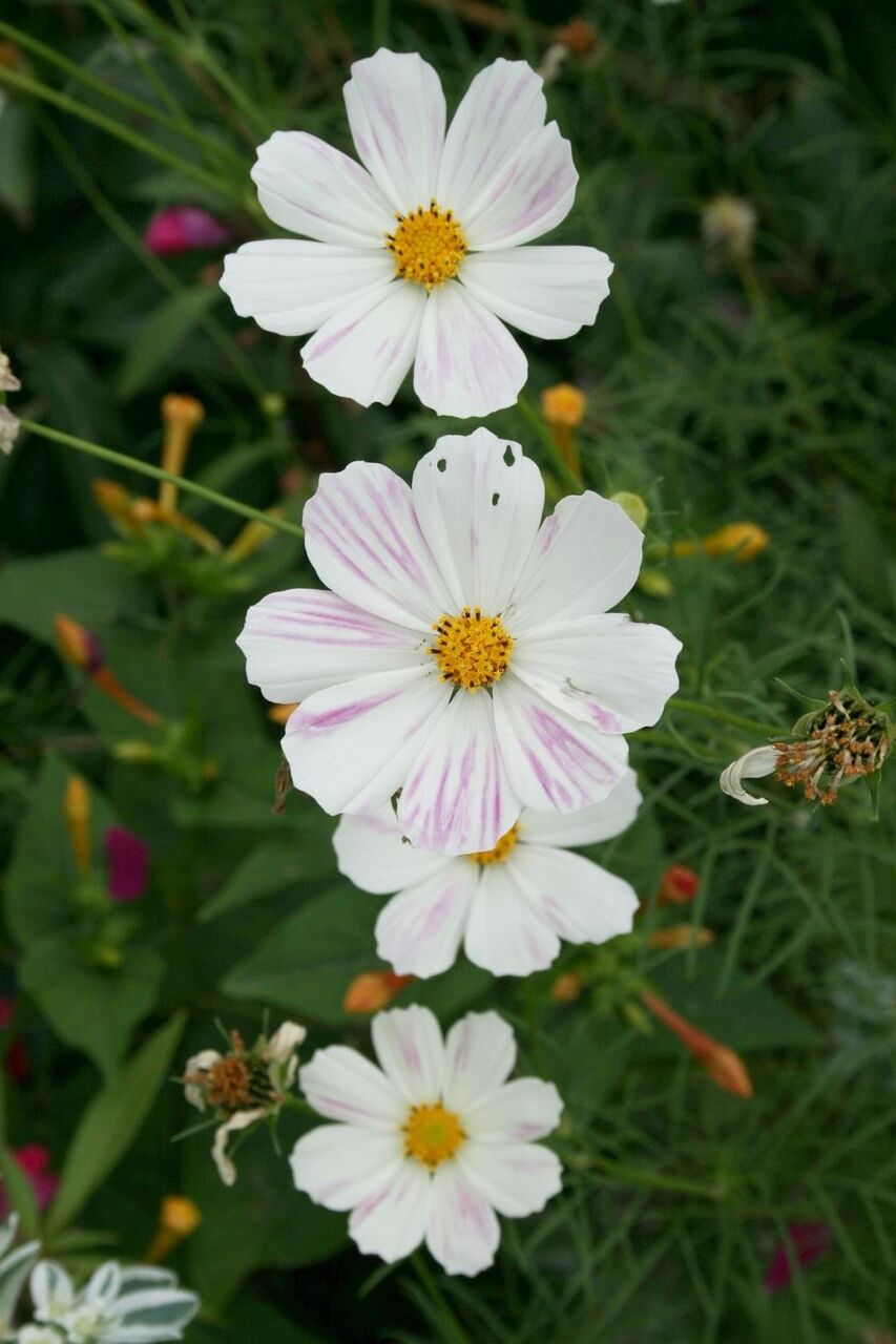 材料を入力します 花 シリコーンヒカルの情報はー壁紙の庭 ブルーム 夏の花 植物 自然 ガーデニング 高精細の画像が見つかりました 壁紙 材料を入力します 花 シリコーンヒカルの情報はー壁紙の庭 ブルーム 夏の花 植物 自然 ガーデニング 高精細の画像が見つかりました 壁紙