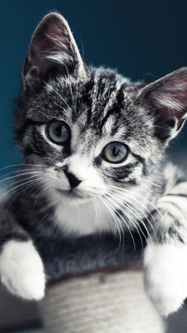 愛らしいグレー子猫 ロック画面の画像 高精細電話壁ダウnnドダウ危険壁紙 紙 動物 壁紙 愛らしいグレー子猫 ロック画面の画像 高精細電話壁ダウnnドダウ危険壁紙 紙 動物 壁紙