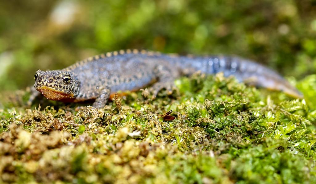 アルパインニュート ニュート ギングリッチ 両生類 自然 動物 爬虫類 Ge 1つの森の野生動物の壁紙pc 高精細の画像は 材料を入力します 壁紙 アルパインニュート ニュート ギングリッチ 両生類 自然 動物 爬虫類 Ge 1つの森の野生動物の壁紙pc 高精細の画像は 材料を入力します 壁紙