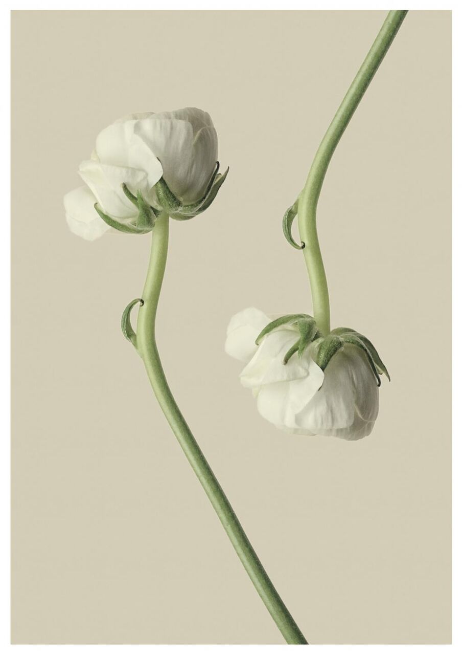 キンポウゲ シリコーンnn Puヒカルから白 花 開花 ブルーム Iphoneの壁紙自然な白 植物 高精細の画像は 材料を入力します 壁紙