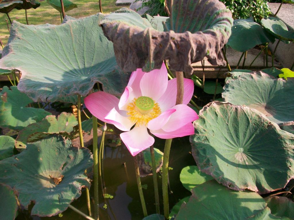 蓮の花 タイ 自然 区蓮を移動iphoneの壁紙 緑 水のボディ 高精細の画像は 材料を入力します 壁紙 蓮の花 タイ 自然 区蓮を移動iphoneの壁紙 緑 水のボディ 高精細の画像は 材料を入力します 壁紙