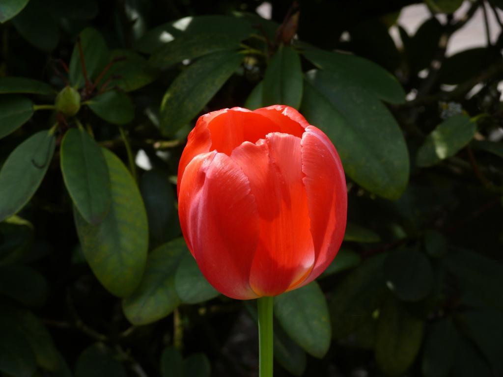 チューリップの壁紙wa Ga Se Ru 花 春 赤い花 高精細の画像 材料を入力します 壁紙 チューリップの壁紙wa Ga Se Ru 花 春 赤い花 高精細の画像 材料を入力します 壁紙