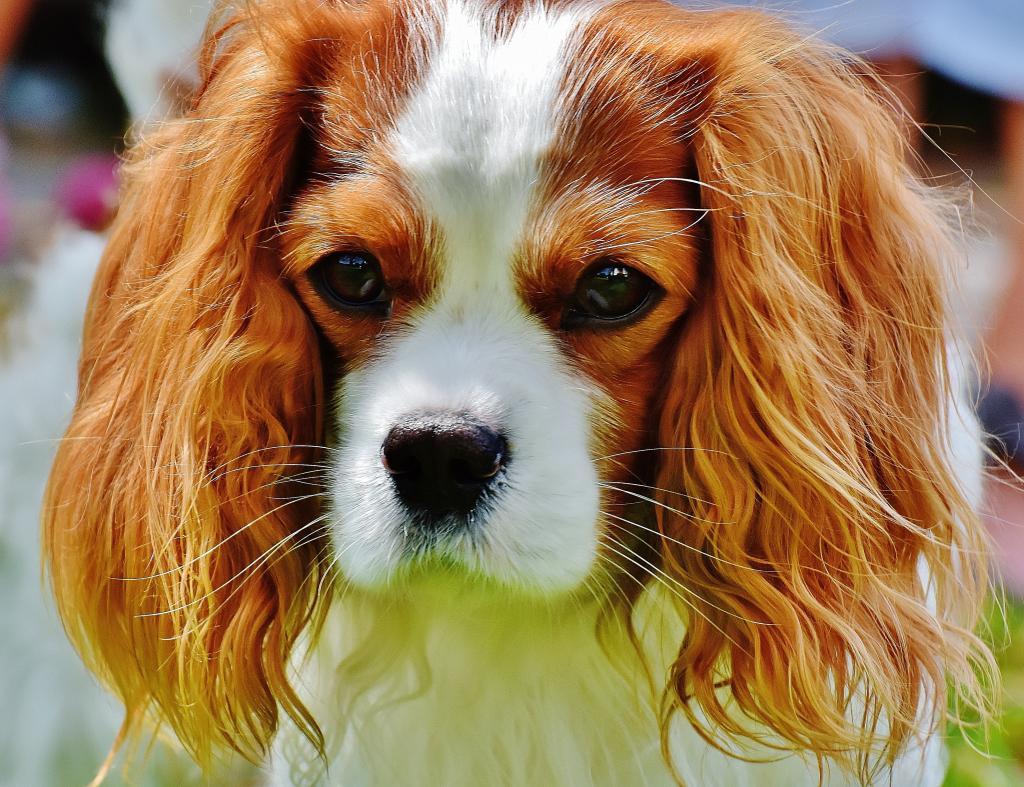 犬 キャバリア キングチャールズ ハウンド 面白い ペット 動物 Pcの壁紙お市ゃ私の叫びの毛皮 ブラウン 高精細の画像 材料を入力します 壁紙 犬 キャバリア キングチャールズ ハウンド 面白い ペット 動物 Pcの壁紙お市ゃ私の叫びの毛皮 ブラウン 高精細の画像 材料を入力します 壁紙
