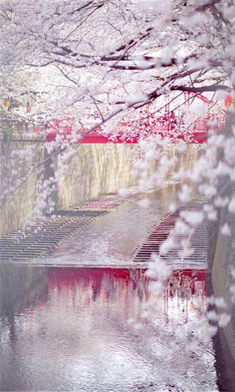 桜の海 3d壁紙 ロック画面の画像 携帯電話の壁紙 植物 壁紙 桜の海 3d壁紙 ロック画面の画像 携帯電話の壁紙 植物 壁紙
