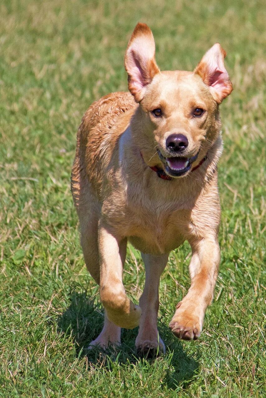 ラブラドール子犬 ルソーーaƒÿnn Pcの壁紙 犬 犬 若い犬 アウトドア 高解像度の画像が狩り 材料を入力します 壁紙