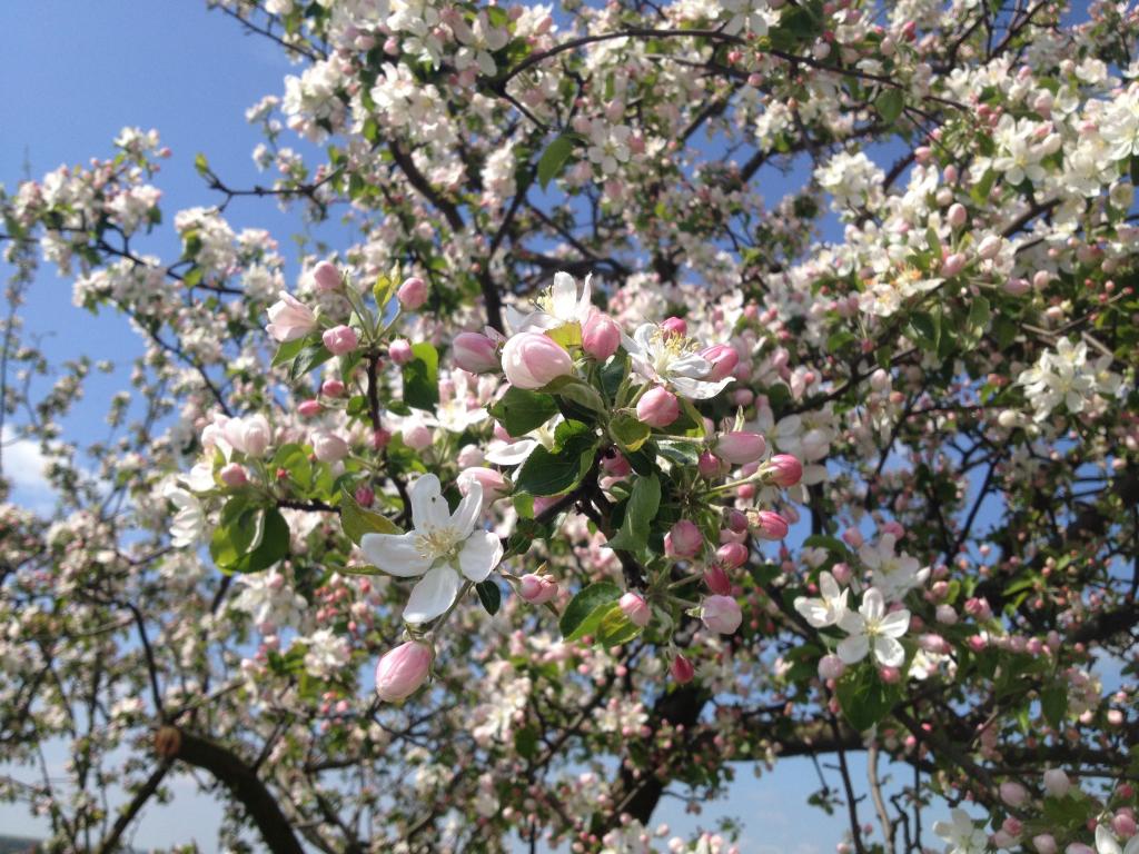 木 花 リンゴの木 春には ピンクのシリコーンュpuは壁紙iphone ピンクの花 自然 高精細画像1つの森をriを 材料を入力します 壁紙