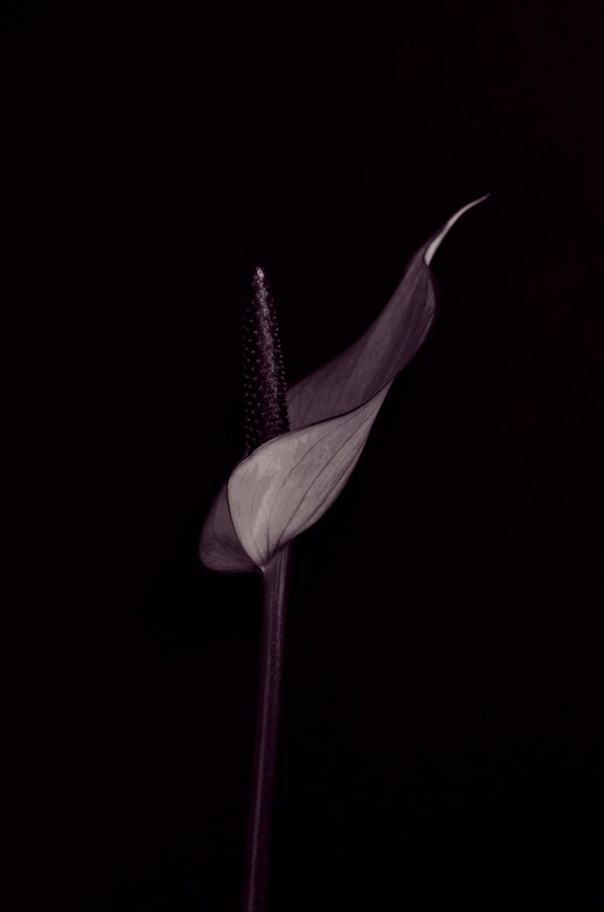 アンスリウム 花 開花 ブルーム 紫 黒の背景 黒 適したhd Fu図壁紙シートtsuがいる 創造入力します 壁紙