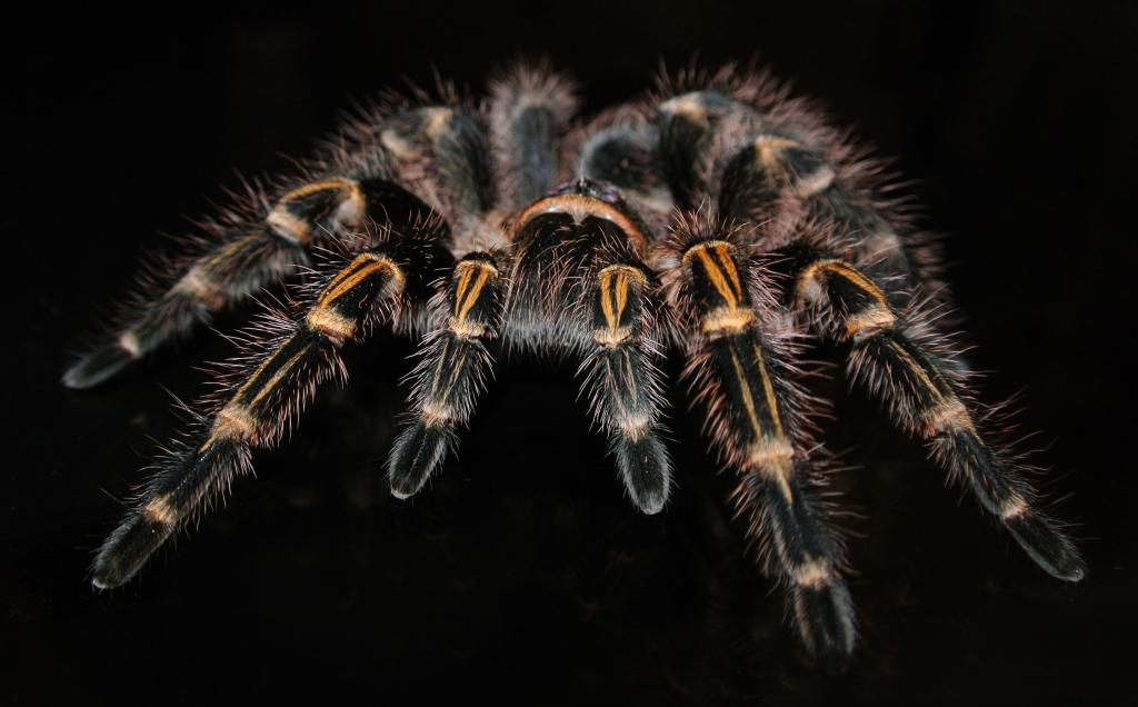 Grammostola Pulchripes タランチュラ クモ エキゾチック 移動区の動物壁紙マック 野生生物 高精細の画像 材料を入力します 壁紙