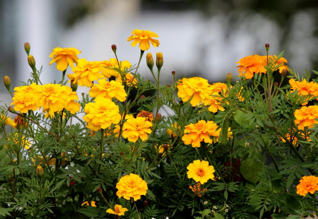 マリーゴールドの花ナイキkaいいっko壁紙 黄色 黄色の花 花 夏の花 美しい 高精細の画像は 材料を入力します 壁紙