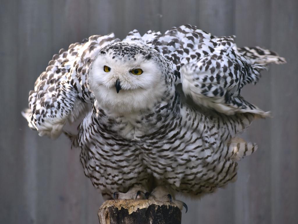 韓国のかわいいフクロウい壁紙 雪のフクロウ 鳥 動物 羽 羽 猛禽類 高精細の画像は 材料を入力します 壁紙