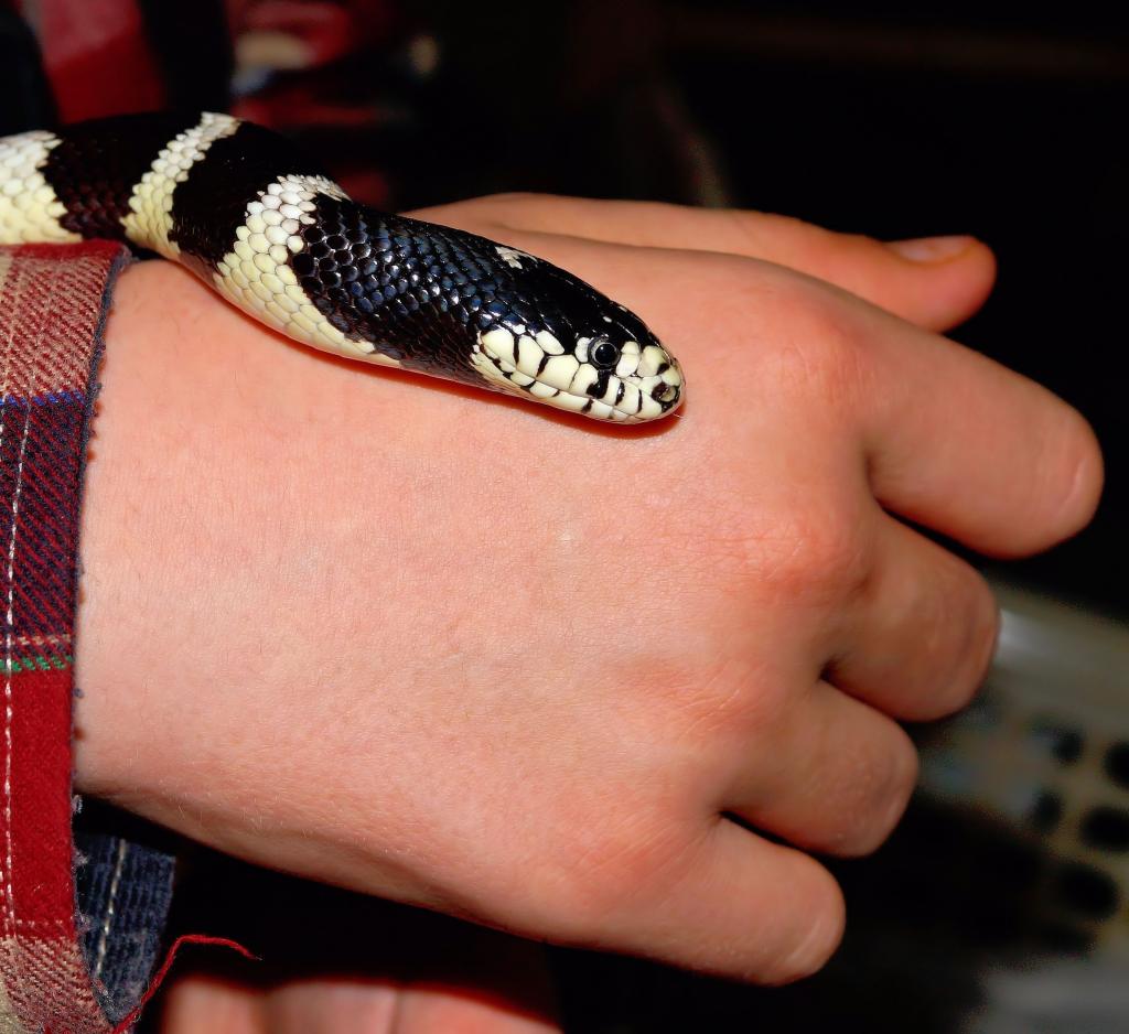 ヘビ カリフォルニア州ボールドウィンクローダー壁紙getula チェーンチャット ローファーは Lampropeltis Getula Californiae 頭 黒と白 高精細の画像 材料を入力します 壁紙