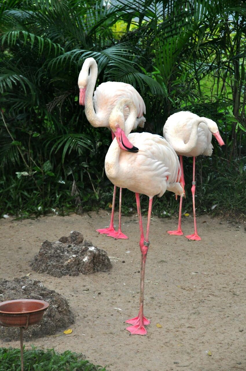 暴力的な壁紙海外の鳥 ピンクのフラミンゴ 鳥 動物園 自然 高精細の画像 材料を入力します 壁紙 暴力的な壁紙海外の鳥 ピンクのフラミンゴ 鳥 動物園 自然 高精細の画像 材料を入力します 壁紙