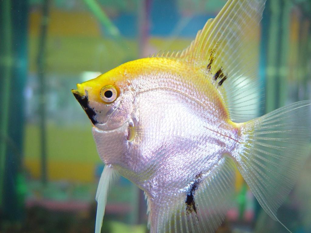 魚 銀 黄色 魚 動物 動物壁紙iphone 高精細の画像 材料を入力します 壁紙