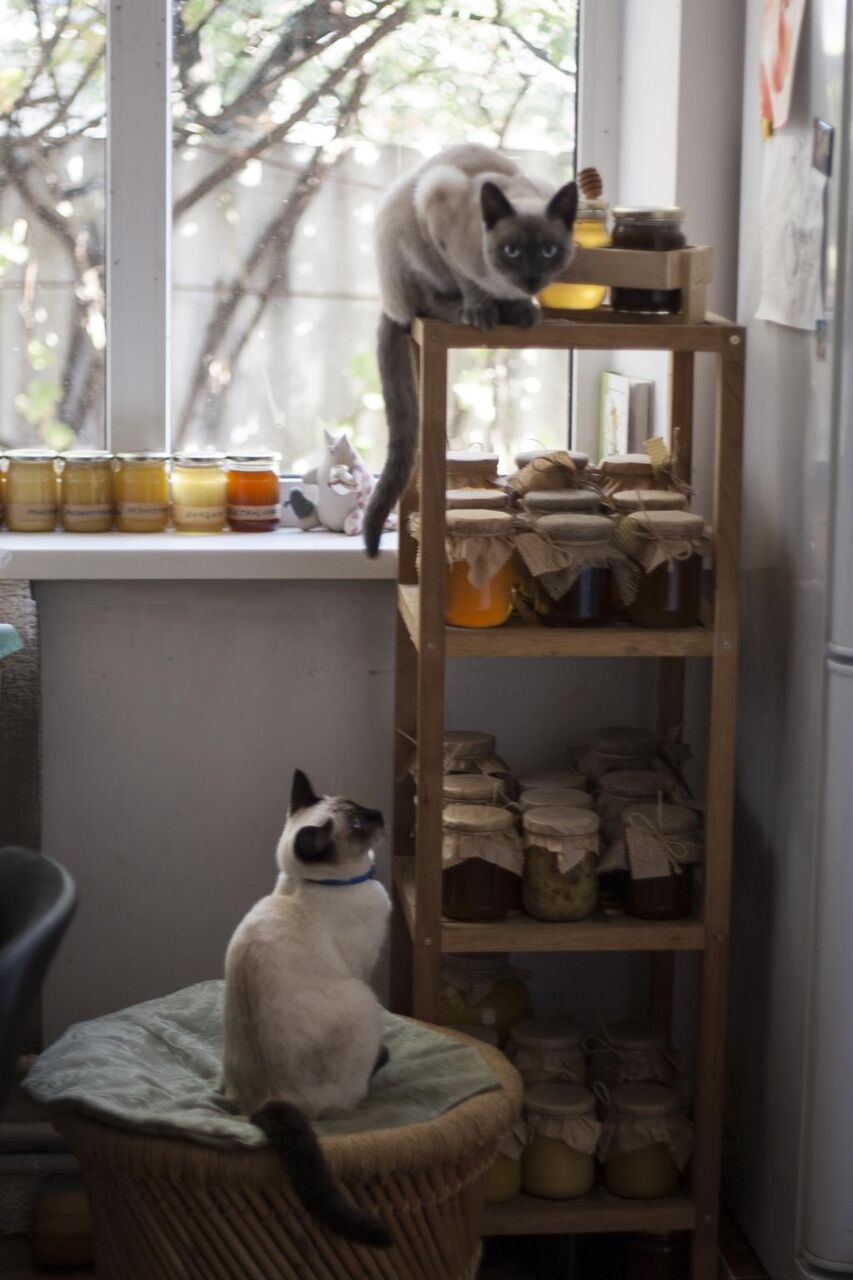 猫、タイの猫、蜂蜜海外のお市ゃ私のへやの壁紙、高精細画像を叫び 