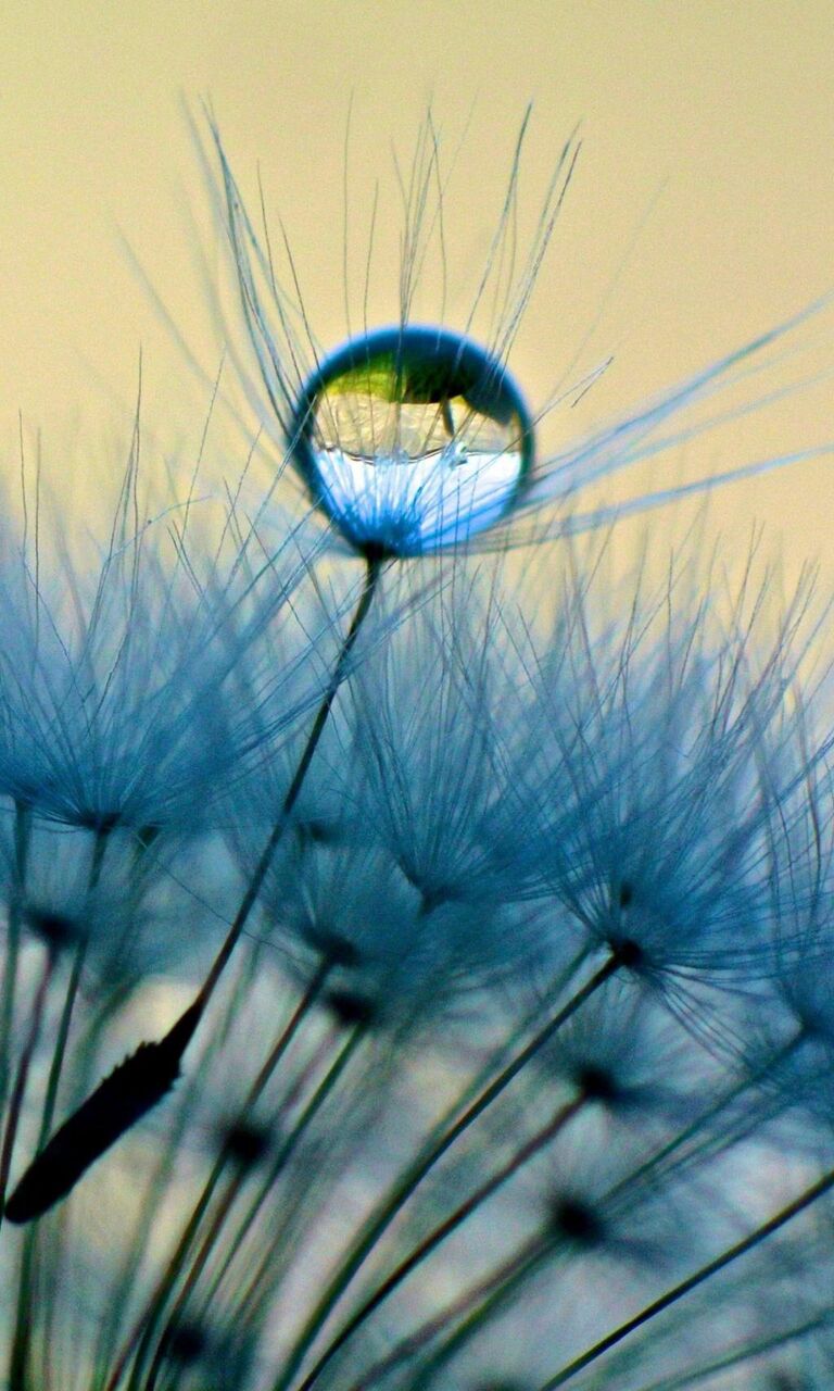 タンポポの涙 ロックiphone6壁紙お市ゃ私は海外のスクリーンショット Hdの携帯電話の壁紙 非主流の叫び 壁紙