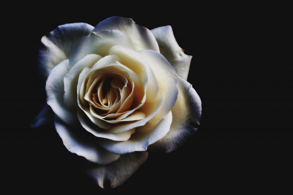 開花花 ブルームは 壁紙夜のバラ 青 白 黒の背景 バラ 花 高精細画像は 材料を入力します 壁紙