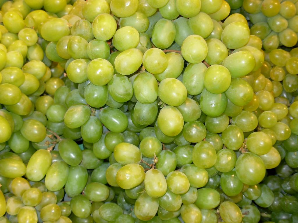 ブドウ 緑 壁紙pc Ka Waいい果物 ブドウの木 ブドウ園 緑 健康的な食事 高精細の画像は 材料を入力します 壁紙
