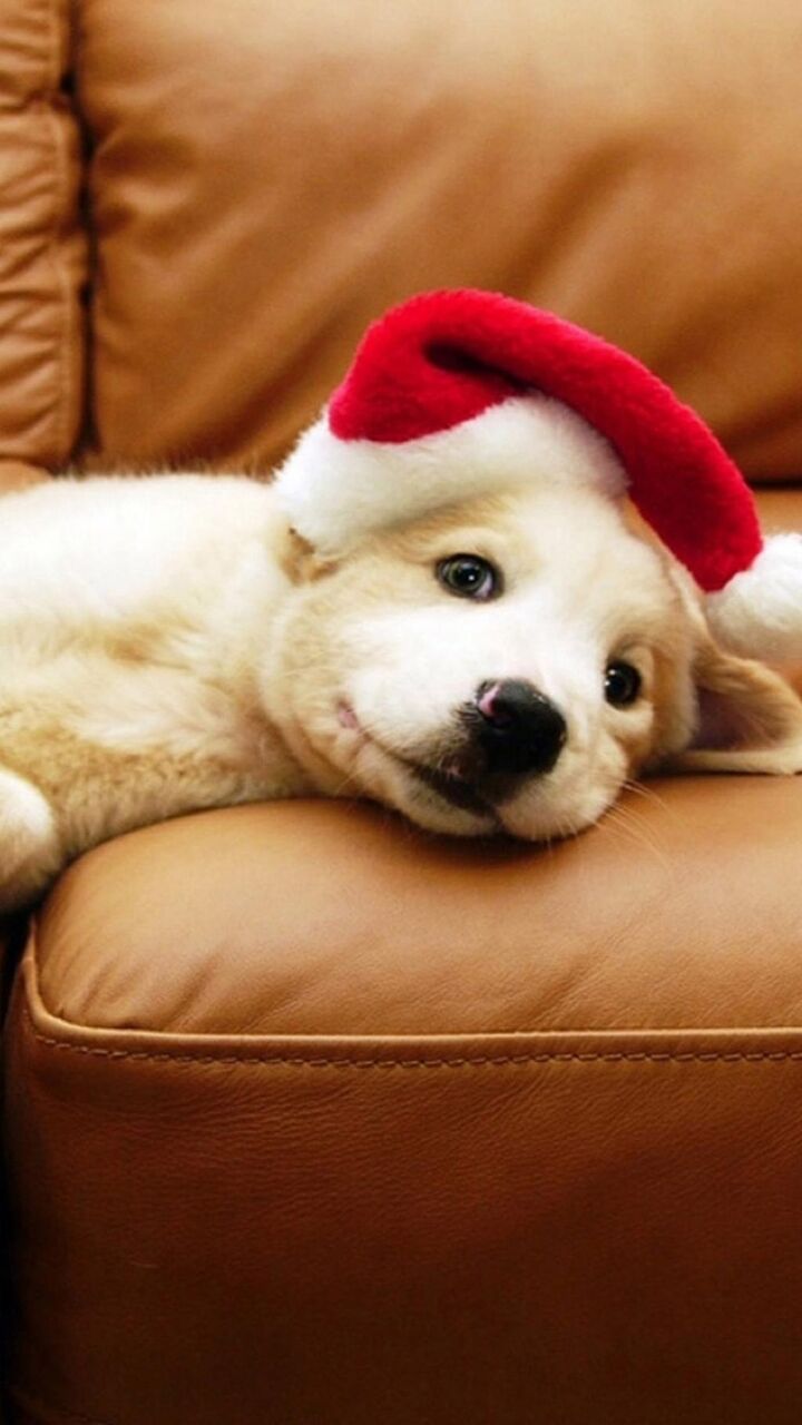 動物区を動かすクリスマス子犬 ロック画面の画像 高精細電話の壁紙の壁紙iphone X 壁紙