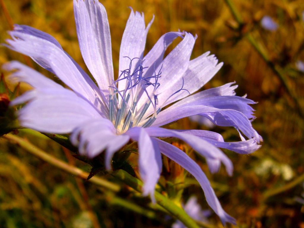 Ka Waいい入れ壁紙iphone野の花 花 自然 緑 Polyanaの 夏 花 高精細の画像 材料を入力します 壁紙