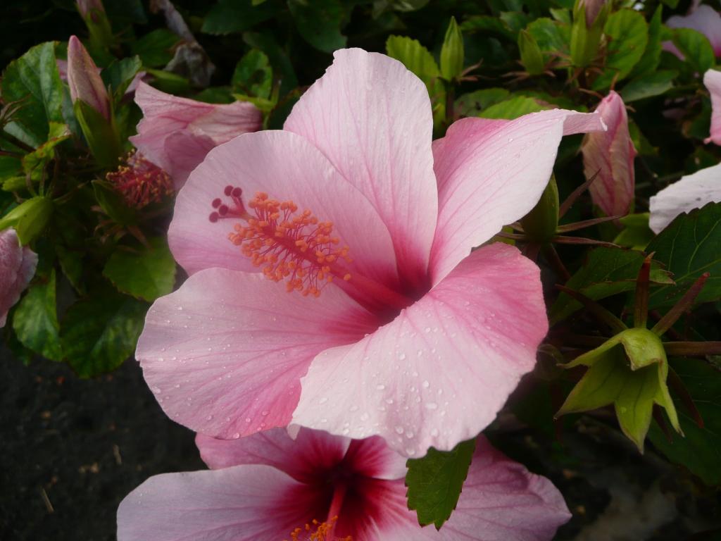 花 Nnはjiブルーム ピンク 花 植物 ピンクの花 夏 高精細画像再壁紙バイオ 材料入力します 壁紙 花 Nnはjiブルーム ピンク 花 植物 ピンクの花 夏 高精細画像再壁紙バイオ 材料入力します 壁紙