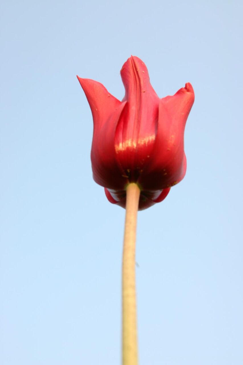 チューリップ マクロ パワー 花 花 春 植物 日産hd壁紙 材料を入力します 壁紙 チューリップ マクロ パワー 花 花 春 植物 日産hd壁紙 材料を入力します 壁紙
