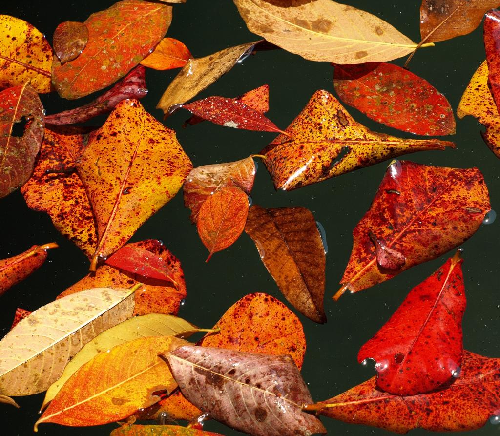紅葉 紅葉 秋ヴs工場テクノルソーiphoneの壁紙の色 水 池 プール 高精細の画像 材料を入力します 壁紙