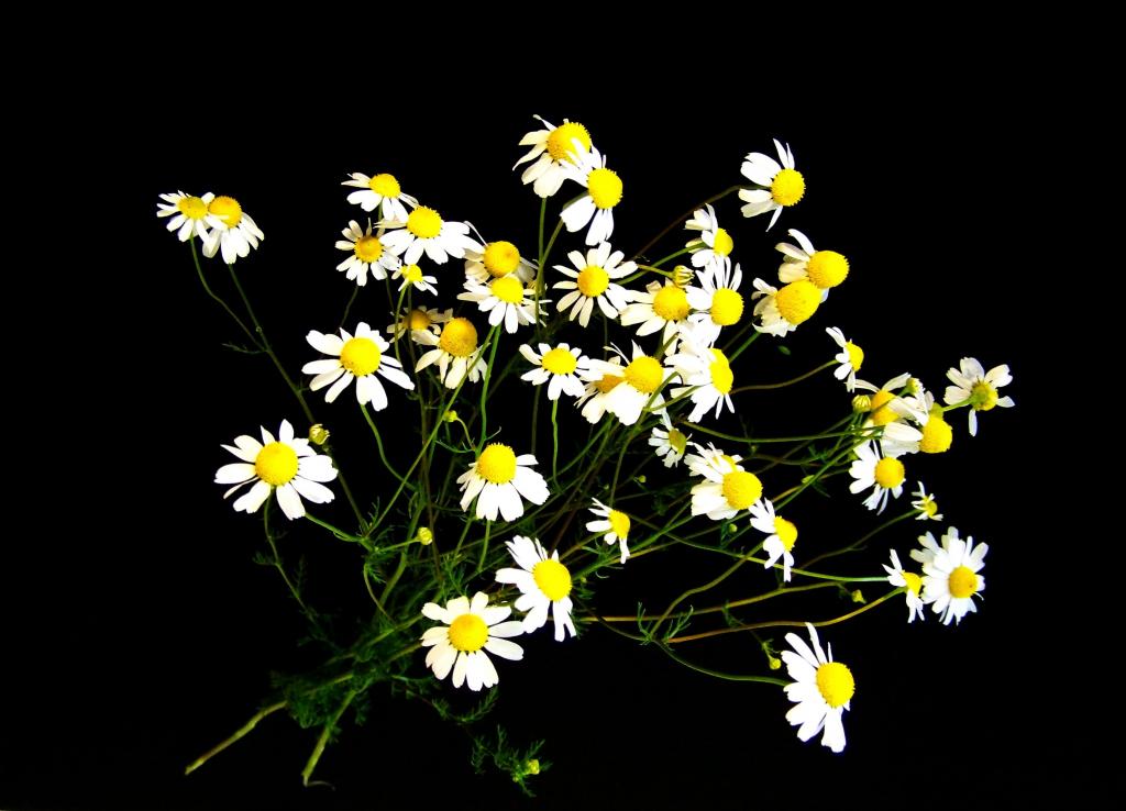 カモミール 夏の花 白 製造区annスイート壁紙 自然 花 黄色 植物 高精細の画像 材料を入力します 壁紙
