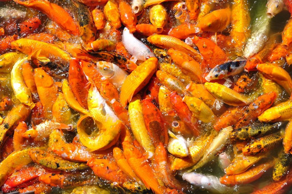 壁紙やシャンク鯉魚 魚 オレンジ 鯉 釣り 水 自然 高精細画像 材料入力します 壁紙 壁紙やシャンク鯉魚 魚 オレンジ 鯉 釣り 水 自然 高精細画像 材料入力します 壁紙
