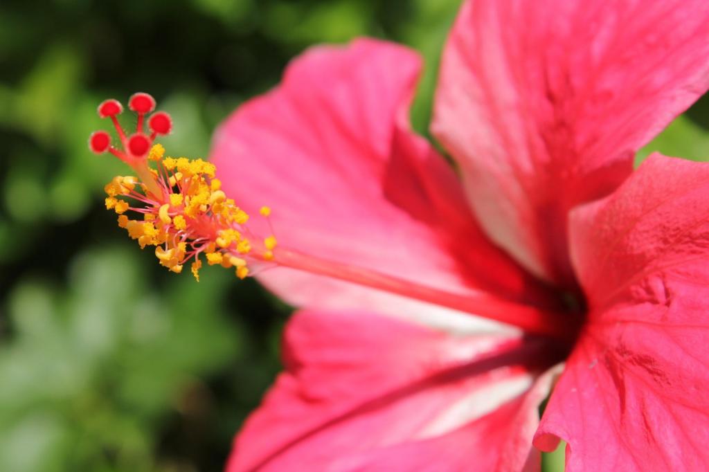 Gumamela赤い花、花、背景、赤、花、花粉、葉、gumamelalenovo壁紙、高 