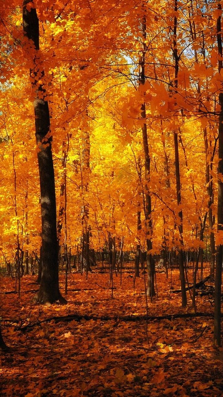 秋のオレンジ色の森 ラインロック画面の壁紙かわいいい写真 Hdの携帯電話の壁紙 風景 壁紙