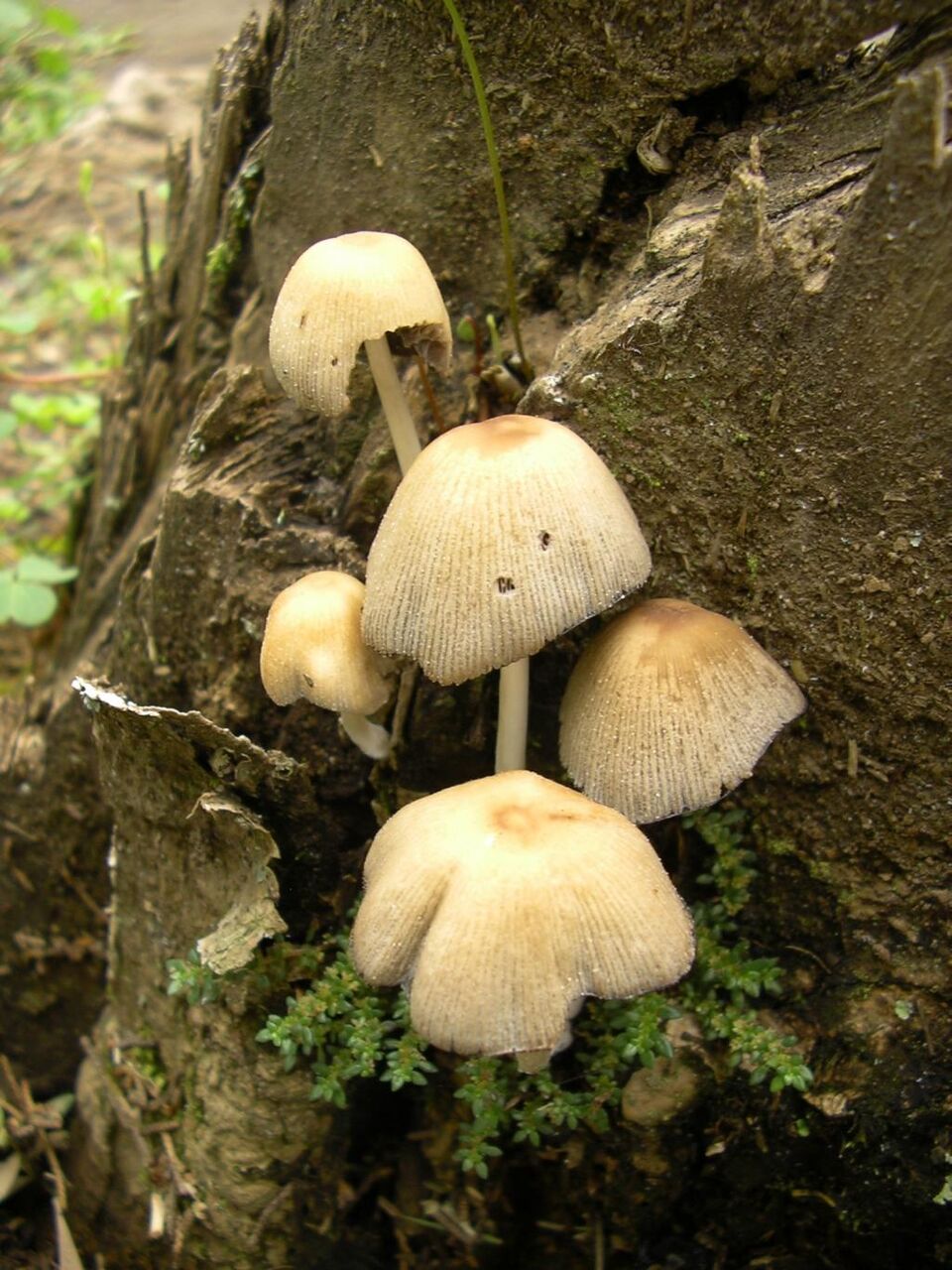 壁紙 壁紙