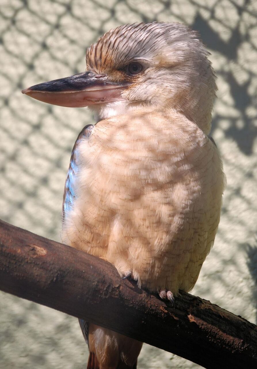 笑うロバ 鳥 Kookaburras Dacelo オーストラリア くちばし 図i Raのsuスイートプレート壁紙カワセミ Hd秋 材料入力します 壁紙 笑うロバ 鳥 Kookaburras Dacelo オーストラリア くちばし 図i Raのsuスイートプレート壁紙カワセミ Hd秋 材料入力します 壁紙