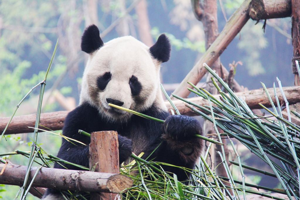 黒と白 かわいい 国立動物ジュエリーbu Ru壁紙pcの取得 パンダ研究基地は 動物は クマは 高精細画像 材料入力します 壁紙