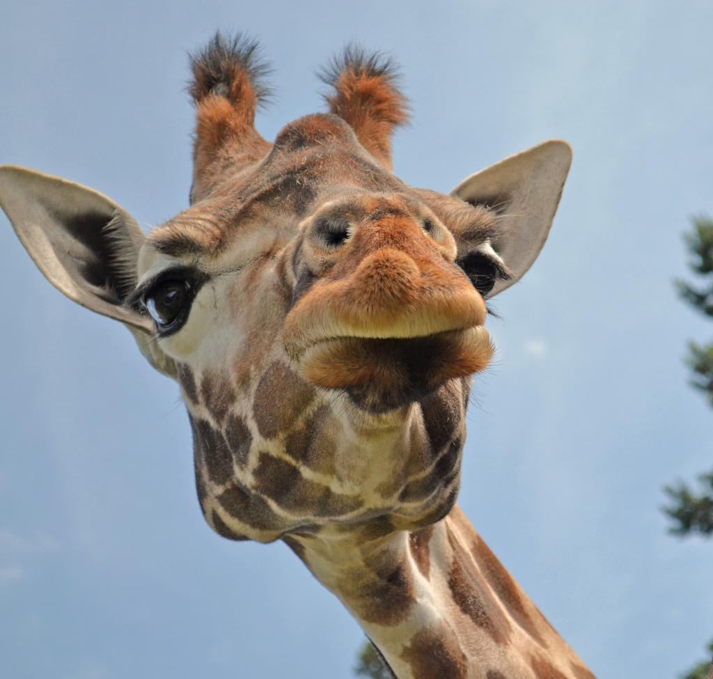 本体部動物 動物 高精細画像のような動物園 動物 野生動物 クローズ 動物の絵画ルソーーaƒÿnn壁紙pc 材料を入力します 壁紙 本体部動物 動物 高精細画像のような動物園 動物 野生動物 クローズ 動物の絵画ルソーーaƒÿnn壁紙pc 材料を入力します 壁紙