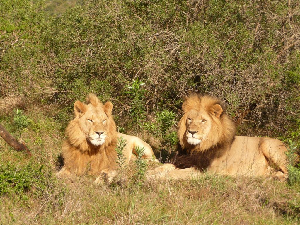 ライオン 南アフリカ共和国 アフリカiphoneの壁紙空 サファリ 野生の猫 捕食者 野生生物 高精細画像 材料入力します 壁紙