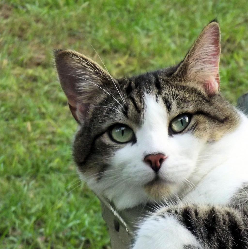 かわいい 猫 猫 目 緑 草 トラはトラ 高精細画像を壁紙洗う 材料入力します 壁紙