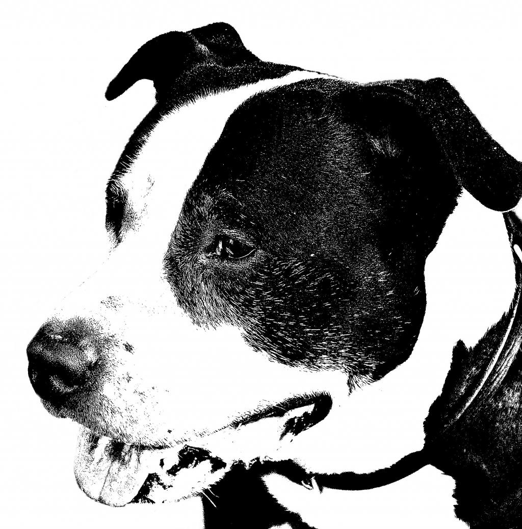 アメリカンスタッフォードシャーテリア 犬 ピットブル 肖像画 ケイトスペード壁紙黒と白 顔 高精細画像 材料入力します 壁紙