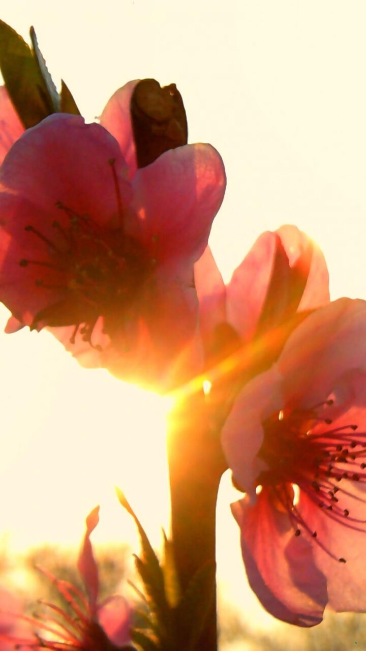 春ko Kaいいっ花日没のpcの壁紙 ロック画面の画像 携帯電話の壁紙 植物 壁紙