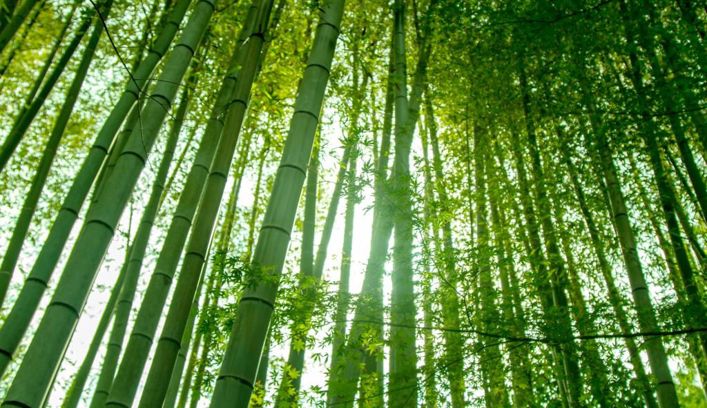 竹や日照壁紙ラインの顔薄暗い 高精細の画像 材料を入力します 壁紙 竹や日照壁紙ラインの顔薄暗い 高精細の画像 材料を入力します 壁紙