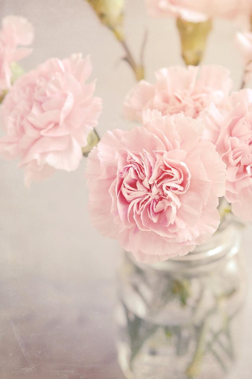 ライラック 花 ピンク ピンクの花 ピンクのカーネーション 壁紙ドえmoさん入札 ロマンチックな 高精細画像を取得 材料を入力します 壁紙