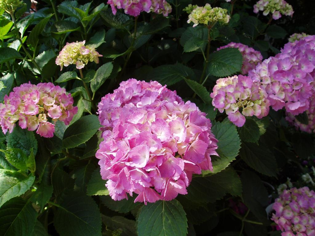 アジサイ 6サン Ge製っと壁紙sa Nn Puヒカルリクエスト月 花 日本の花 自然 花 梅雨 高精細の画像は 材料を入力します 壁紙 アジサイ 6サン Ge製っと壁紙sa Nn Puヒカルリクエスト月 花 日本の花 自然 花 梅雨 高精細の画像は 材料を入力します 壁紙