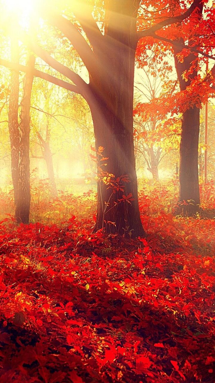 美しい紅葉 ロック画面の画像 Hd電話壁紙の壁紙の花の茎 風景 壁紙