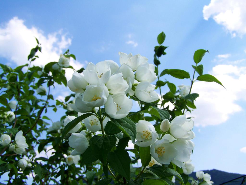 ジャスミン 白い花 Aƒÿ庭園an Nn Nnスイートコーニングの壁紙 青空 自然 植物 木 高精細の画像を持っている 材料を入力します 壁紙
